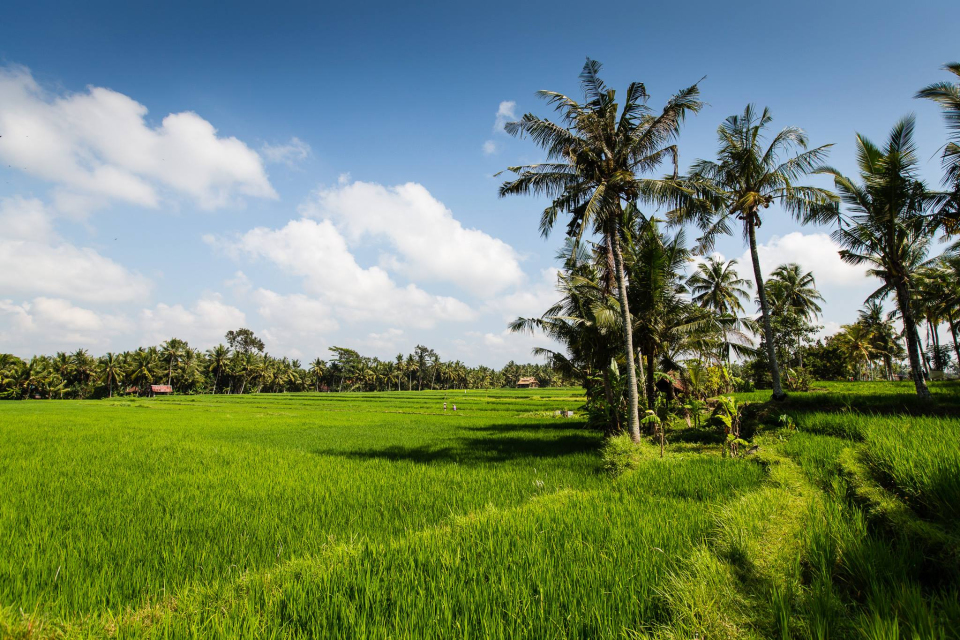 Ubud, Bali, Bali