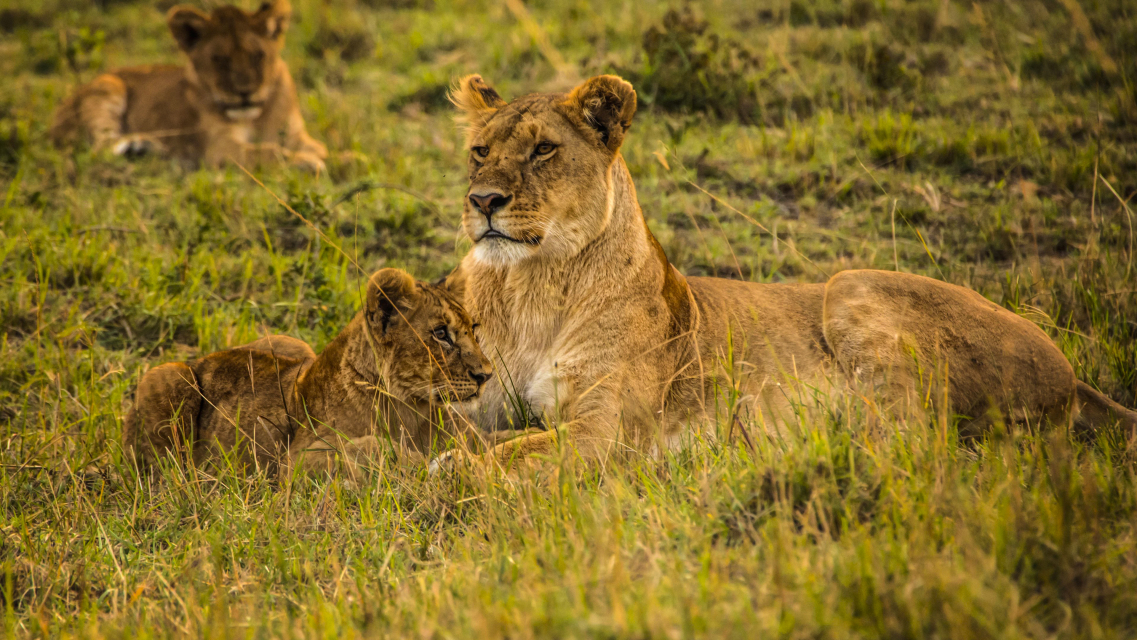 Tanzania, Africa, Africa