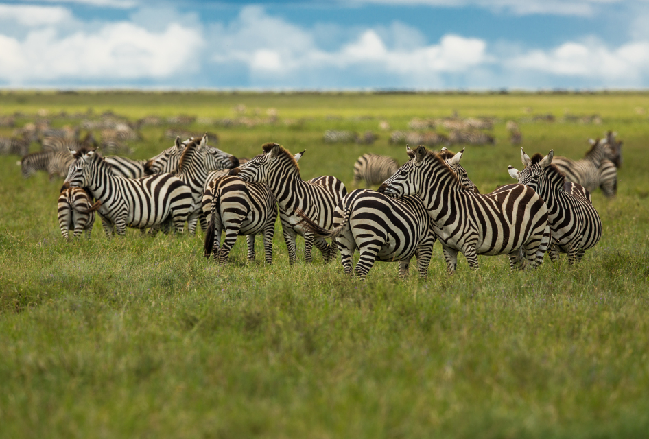 Tanzania, Africa, Africa